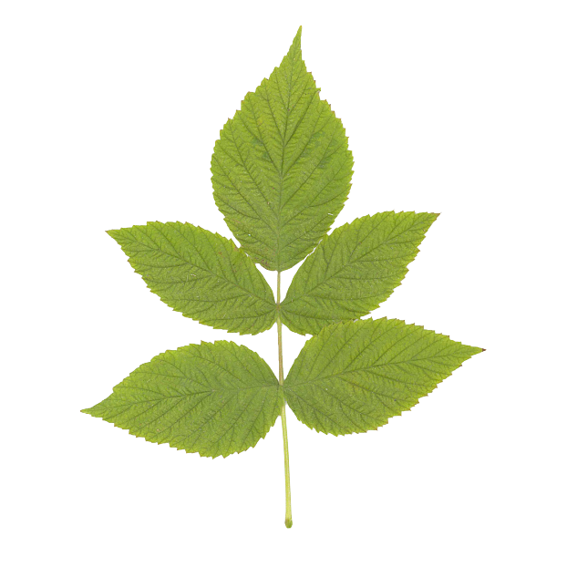 leaves texture