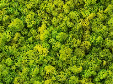 moss texture (ID:ffajg81870)