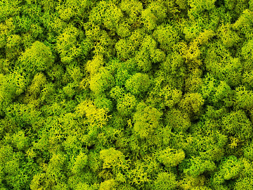 moss texture (ID:ffajg81870)