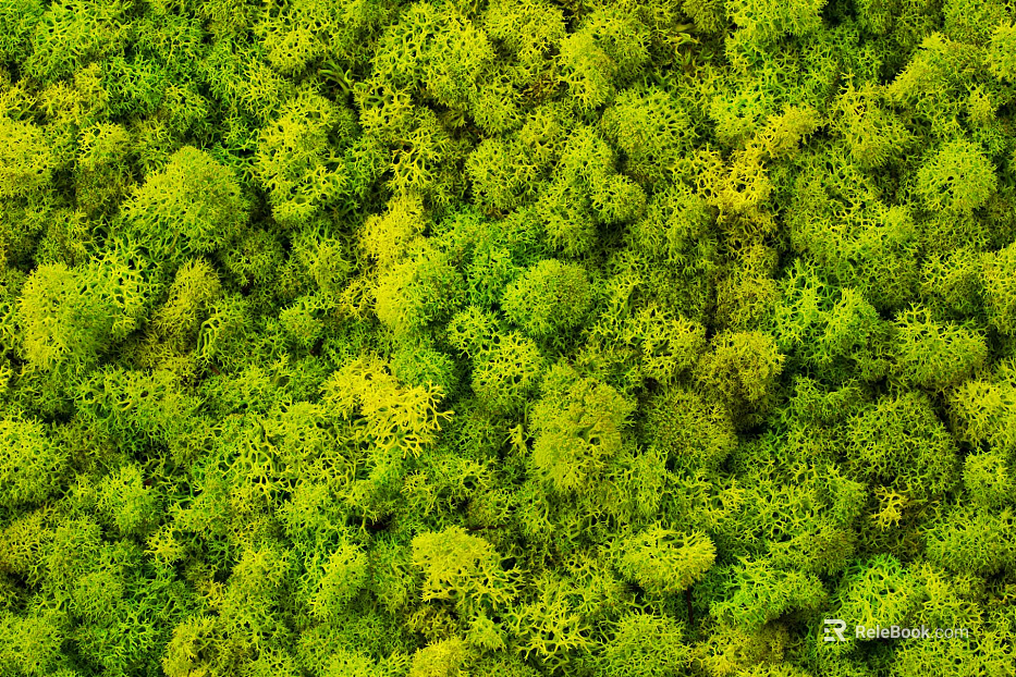 moss texture