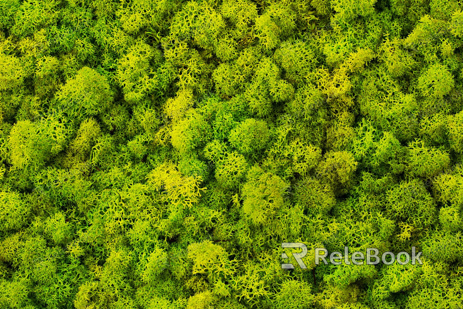 moss texture