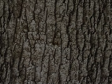 bark texture (ID:ffagg33428)