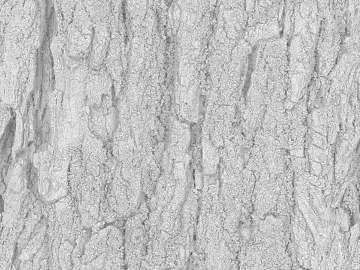 bark texture (ID:ffacg64471)