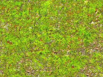 moss texture (ID:ffaeh018174)