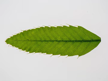 leaves texture (ID:ffagg72248)