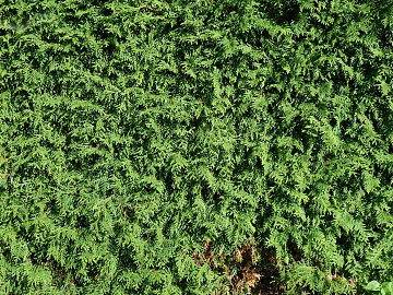Plants texture (ID:ffaeg07163)