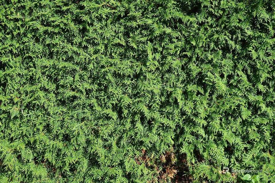 Plants texture