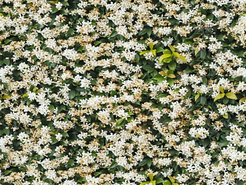 Flowers texture (ID:ffach673216)