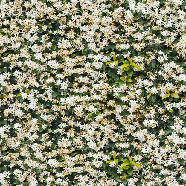 Flowers texture