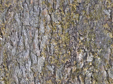 bark texture (ID:ffagg57468)