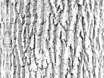 bark texture (ID:ffaag11596)