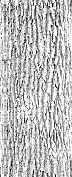 bark texture