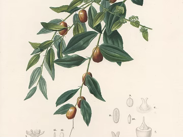 Plant painting texture (ID:ffaeg07087)