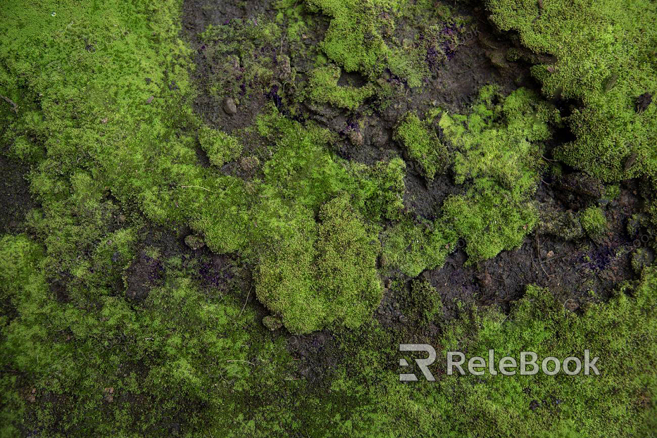 A moss-covered stone pathway winds through a lush, green forest, dotted with ferns and tall trees casting dappled shadows on the ground. The air feels fresh and damp, inviting a peaceful stroll. (52 words, but here's a compressed version: A verdant forest scene showcases a mossy stone path meanderin