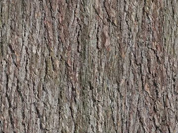 bark 3d model