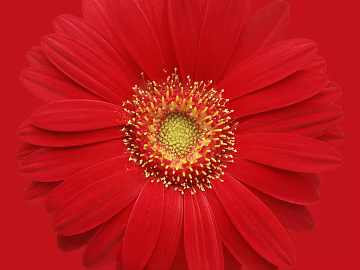 Flowers texture (ID:ffaag86332)