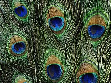 animal fur texture (ID:ffaeg05166)