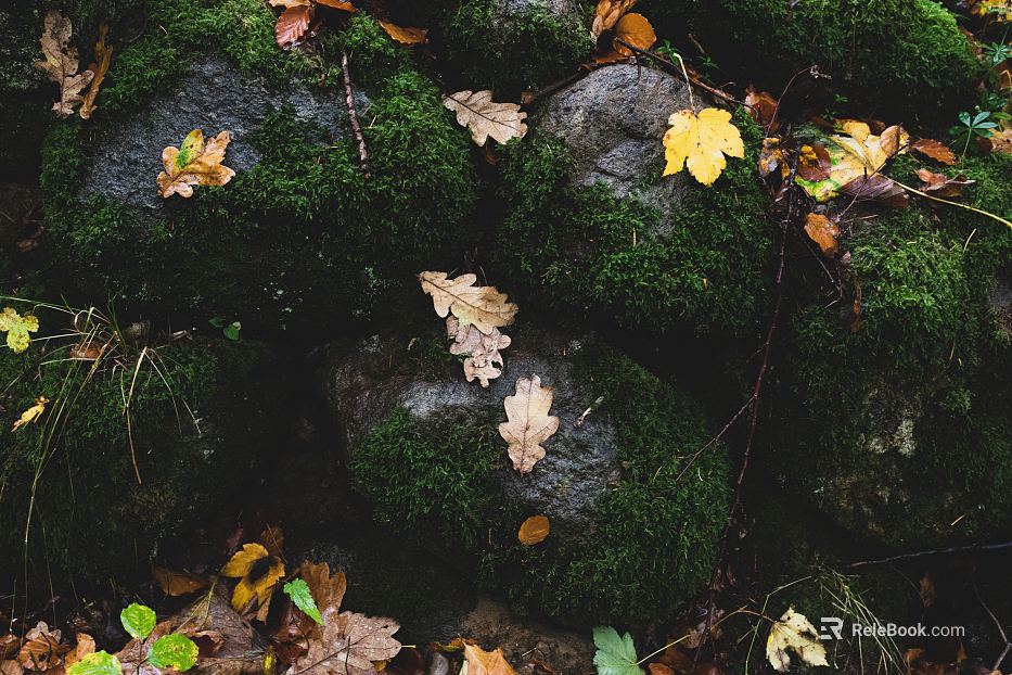 moss texture