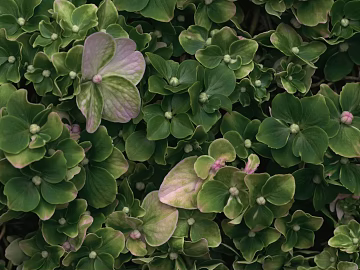 Plants texture (ID:ffaag57762)