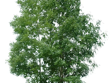 Tree texture (ID:ffaag63621)