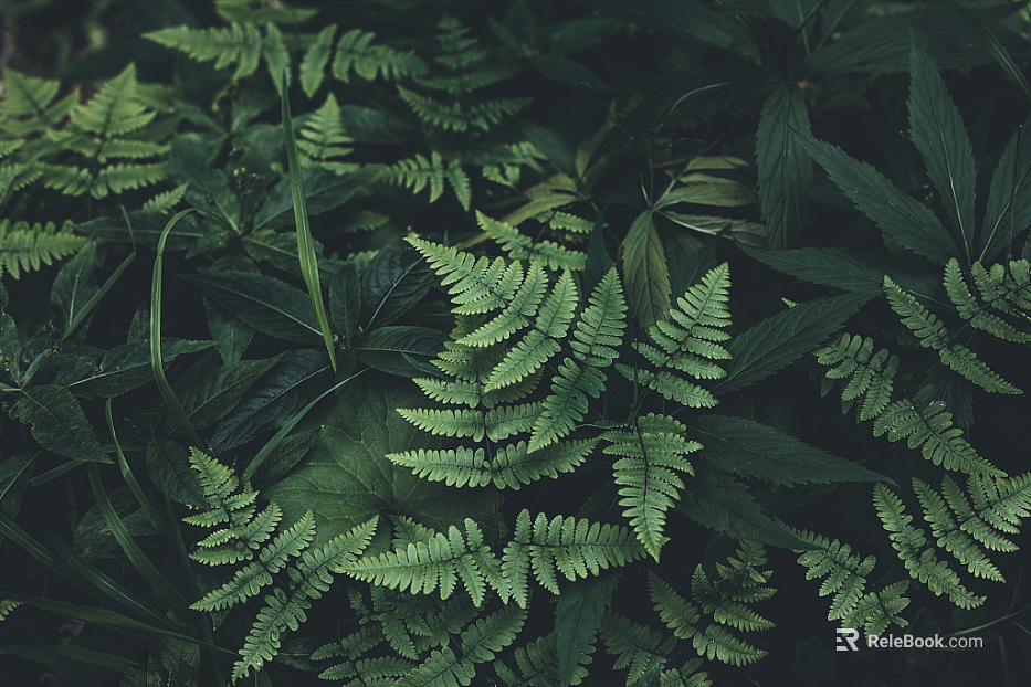 Plants texture