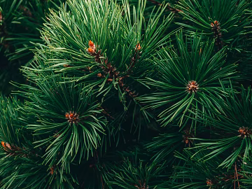 pine needles texture (ID:ffabg04132)