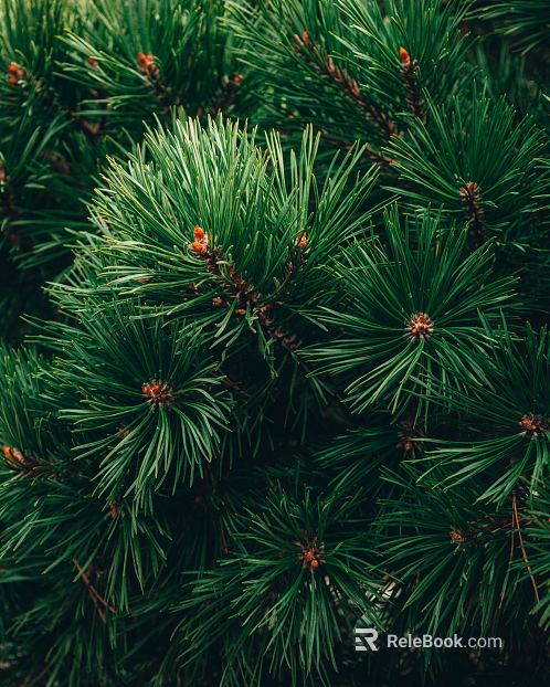 pine needles texture