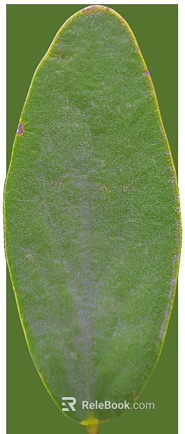 leaves texture