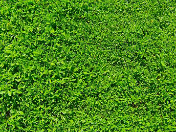 Plants texture (ID:ffaef8100)