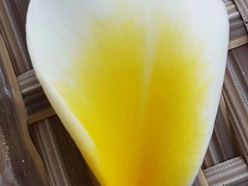 Petals texture (ID:ffajg51511)