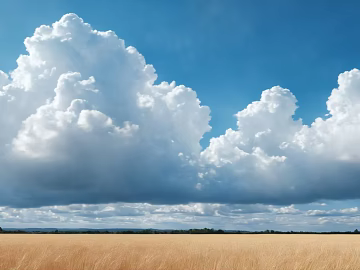 blue sky and white clouds rice field texture (ID:ffach213081)
