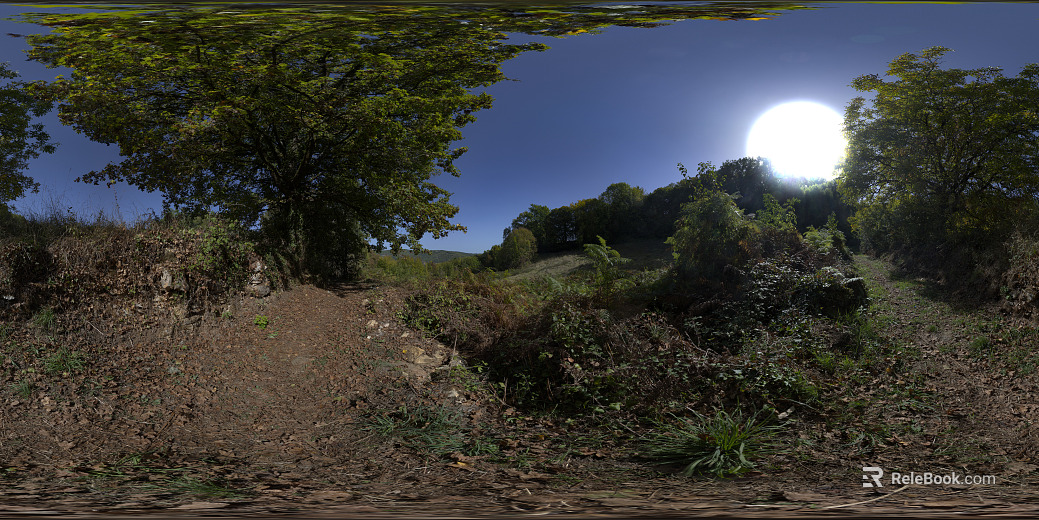 outdoor woods cloudless sunny day hdr texture