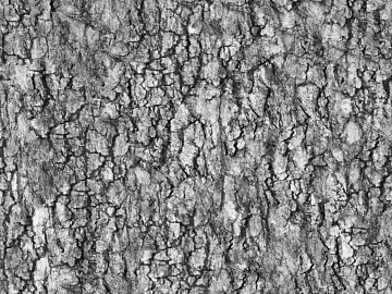 bark texture (ID:ffacg66110)