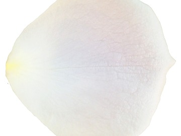 Petals texture (ID:ffabg32836)