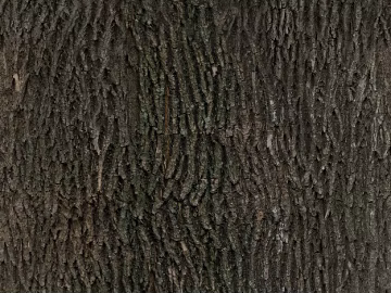 bark texture (ID:ffabg19472)