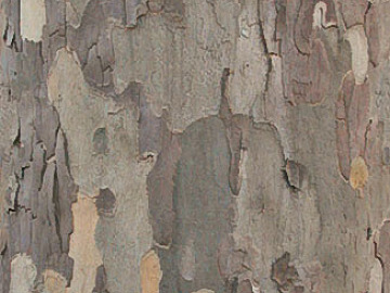 bark texture (ID:ffacg02599)