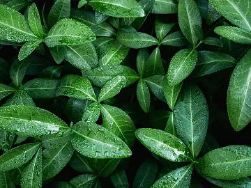 leaves texture (ID:ffaeg04133)