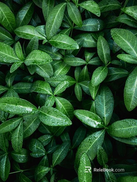 leaves texture