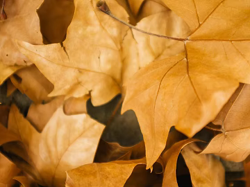 leaves texture (ID:ffagg83188)