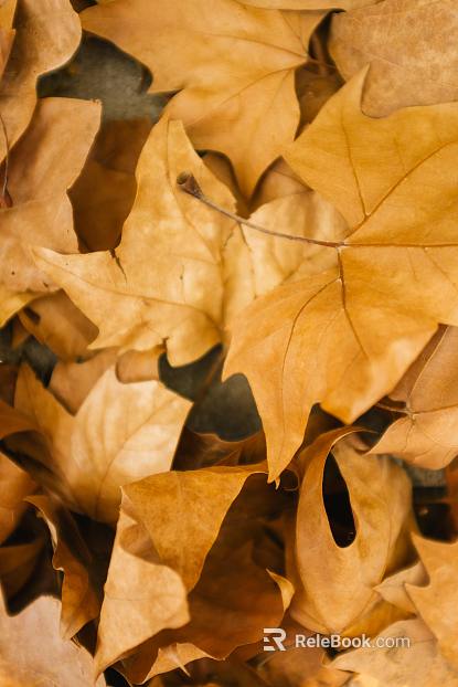 leaves texture