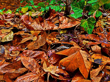 fallen leaves texture (ID:ffabg79163)