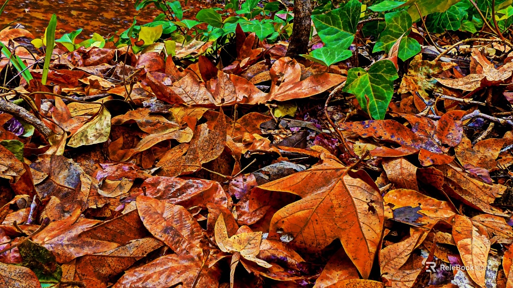 fallen leaves texture