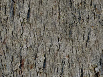 bark texture (ID:ffacg55355)