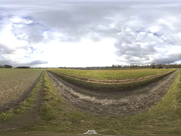 Field texture (ID:ffabg78411)