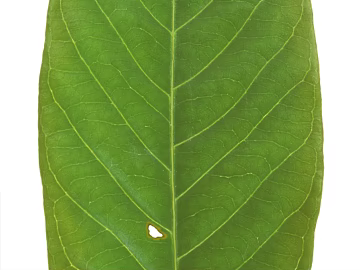 leaves texture (ID:ffacg01963)
