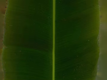 Green broadleaf foliage, natural decoration texture (ID:ffaeh067056)