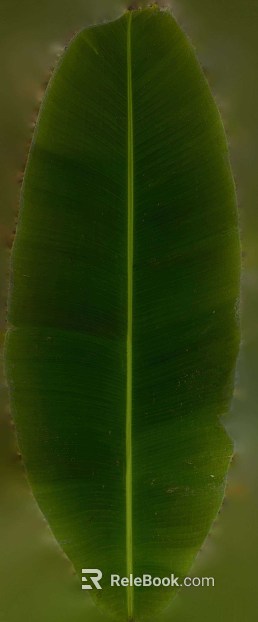 Green broadleaf foliage, natural decoration texture