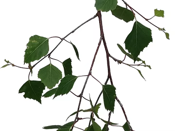 leaves texture (ID:ffaeg01989)