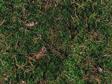 Garden courtyard moss lawn turf grassland natural ground texture (ID:ffaeh943774)