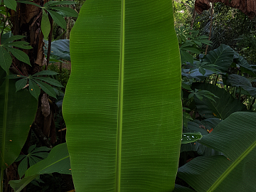 leaves texture (ID:ffagg12663)